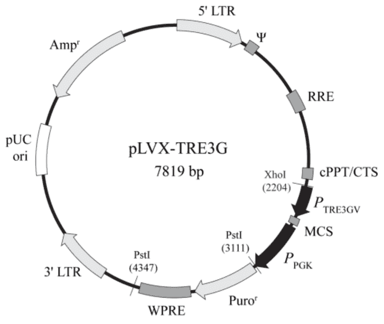 pLVX-TRE3G Plasmid - Click Image to Close